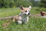 CORGI PEMBROKE 505